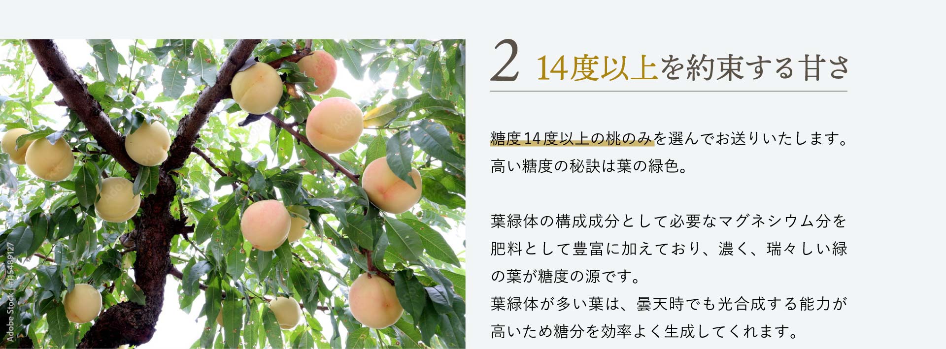 14度以上を約束する甘さ